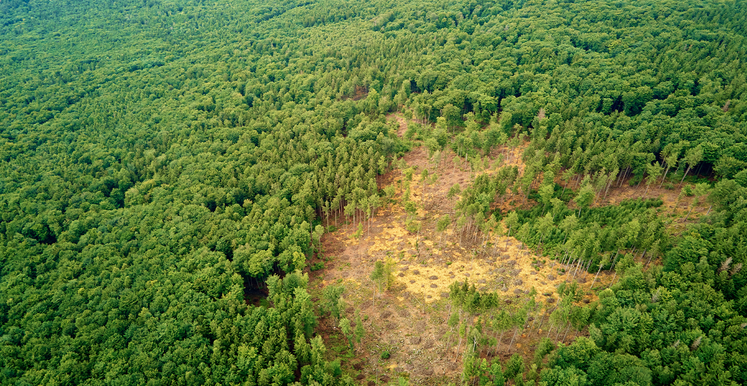 IRPJ: créditos de reposição florestal devem ser tributados