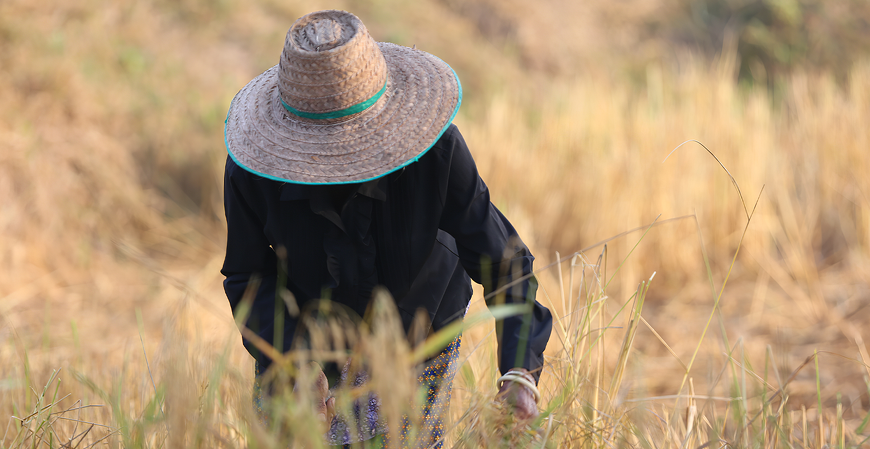 MTE esclarece que NR-31 não exige substituição do chapéu por capacete no trabalho rural