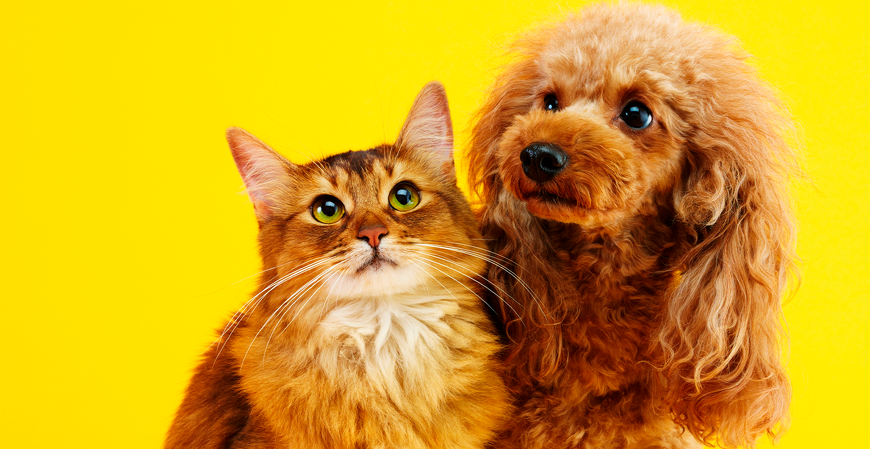 Projeto prevê dedução no Imposto de Renda de gastos com saúde de pets