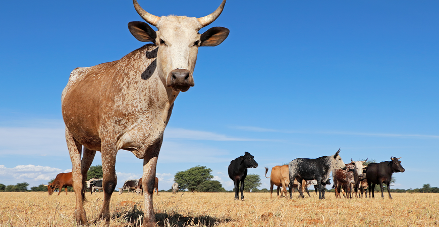 Operação combate sonegação de R$ 1,4 bilhão na venda de gado